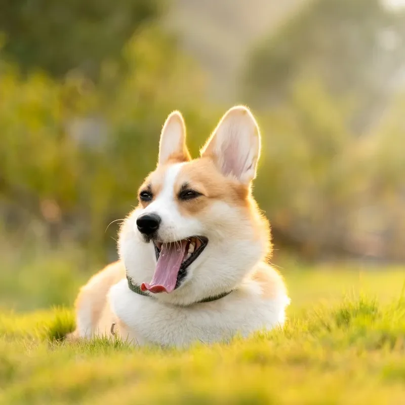 Corgi Airpods Case-03 Corgi Airpods Case-03