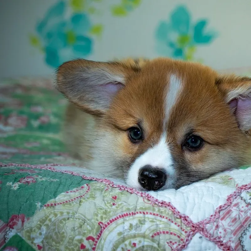 Corgi Airpods Case-11 Corgi Airpods Case-11
