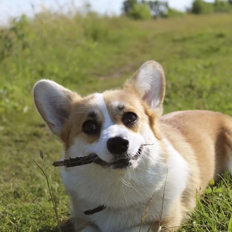Corgi Airpods Case-02 Corgi Airpods Case-02