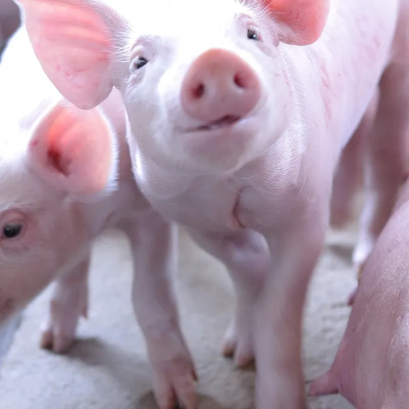 Pink Pig Airpods Case-02