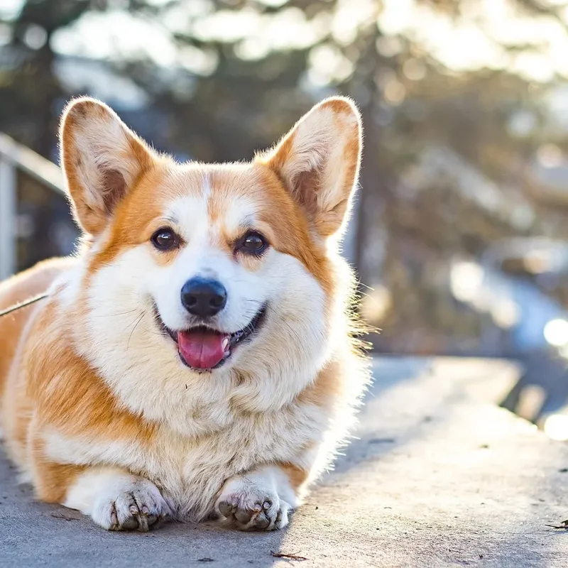 Corgi Airpods Case-04 Corgi Airpods Case-04