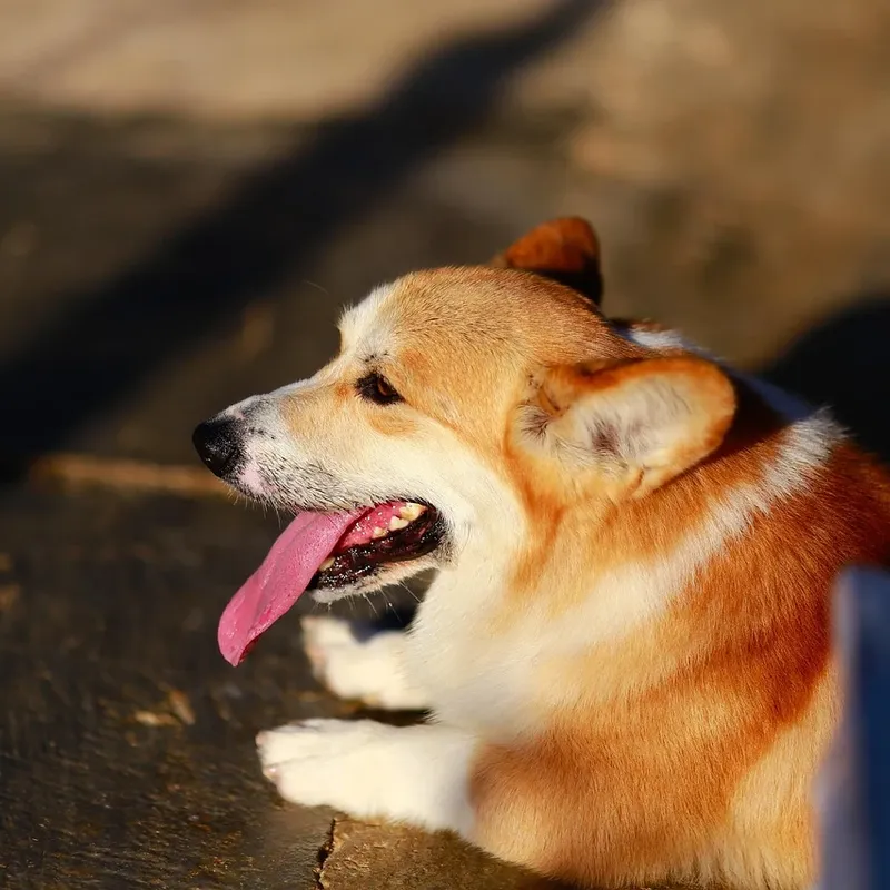 Corgi Airpods Case-10 Corgi Airpods Case-10
